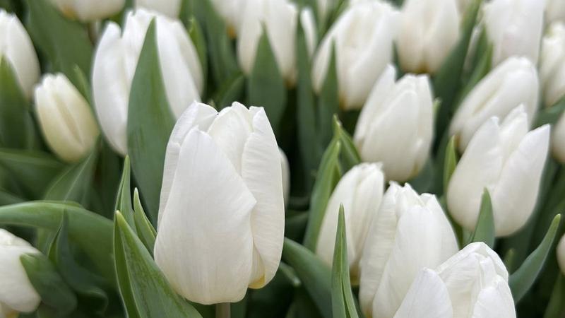 La Bardar, au înflorit deja primele lalele din acest sezon rece